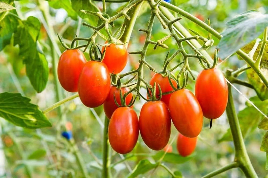 Mini beefsteak tomato – Solanum lycopersicum – for planting in patio gardens and urban grow spaces