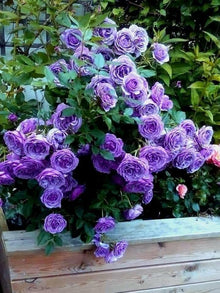 Rainbow Rose Seeds (Rosa hybrida) for a lasting display in the home garden and balcony containers