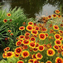 Gaillardia Dazzler Blanket Seeds for reliable seasonal color