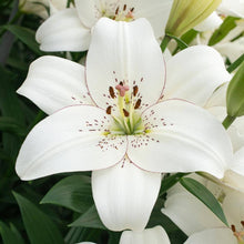 Lily Seeds (Lilium spp.) for colorful blooms in the Flower Garden
