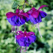 Viola Double Petal Fuchsia Bonsai Seeds for a lasting addition to the landscape