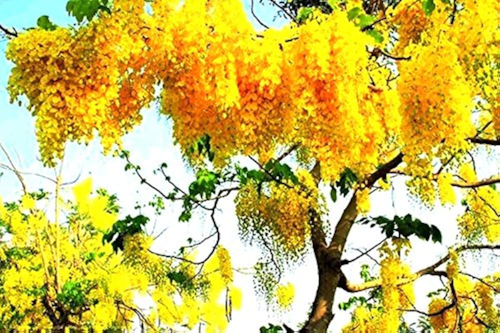 Wisteria Wisteria spp. Seeds for planting in flower bed