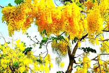 Wisteria Wisteria spp. Seeds for planting in flower bed