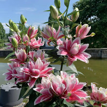 Lilium Brownii Seeds for long-term planting in the yard