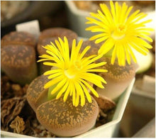 Succulent Lithops Pseudotruncatella Cactus Seeds known for indoor Low-Maintenance Decor
