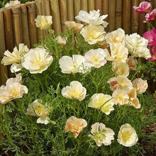 Poppy Eschscholzia Californica Thai Sill California Seeds for seasonal color across the Container Gardens