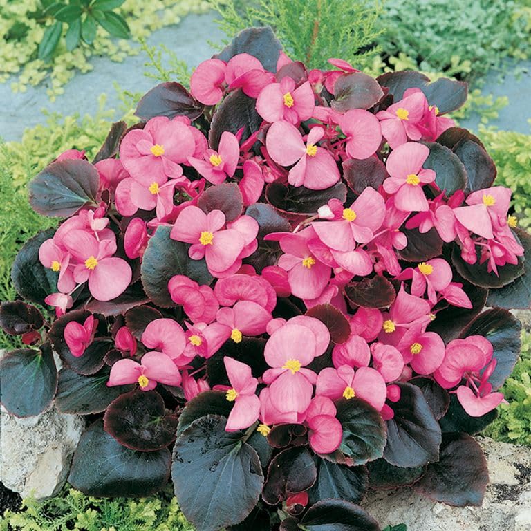 Begonia Flower ��������� Begonia spp. ��������� for planting in pink blue garden