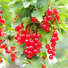 Wax Currant Seeds (Ribes cereum) for sweet homegrown fruit in the edible landscape or forest garden projects