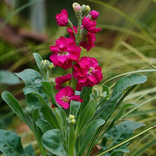 Auf Tiefe Rose (Matthiola Incana Ten Woche Tief Rose) Seeds for a colorful addition to any planting