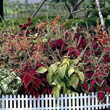 Bonsai Coleus Seeds (Solenostemon scutellarioides) for growers establishing the Flower Bed