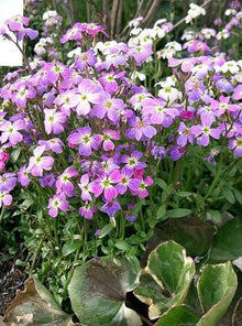 Evening Broth Matthiola Seeds prized for fragrant Night-Blooming Flowers