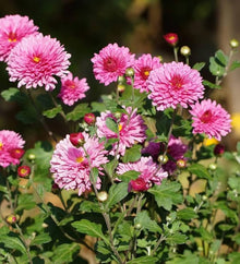 Chrysanthemum Chrysanthemum Morifolium flower Seeds for a bright addition to the backyard gardening and home flower beds