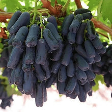 Bonsai Finger Grape Seeds (Vitis vinifera) for growers wanting a homegrown harvest