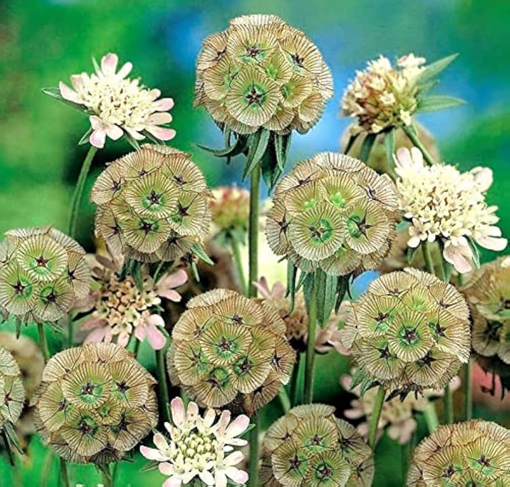 Drumstick Scabiosa Starry Flower for garden planting