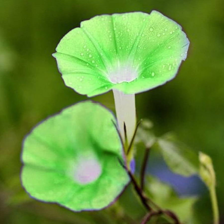 Light Green Petunia (Petunia spp.) for bonsai and balcony garden flowers