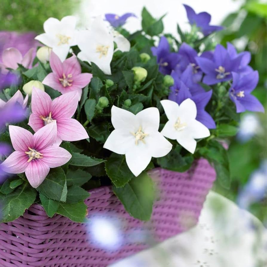 Balloon Flower (Platycodon grandiflorus) bonsai seeds for planting in home garden
