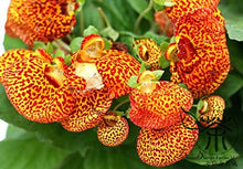 Calceolaria Seeds (Calceolaria spp.) for growers filling out the Flower Bed & Garden