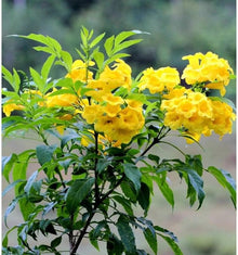 Chilean Bellflower Seeds (Nolana paradoxa) for a bright addition to the trellis and patio gardens