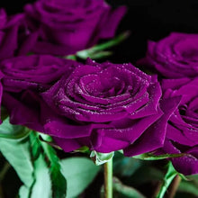 Purple Rose Rare Perennial Seeds for a colorful addition to any planting