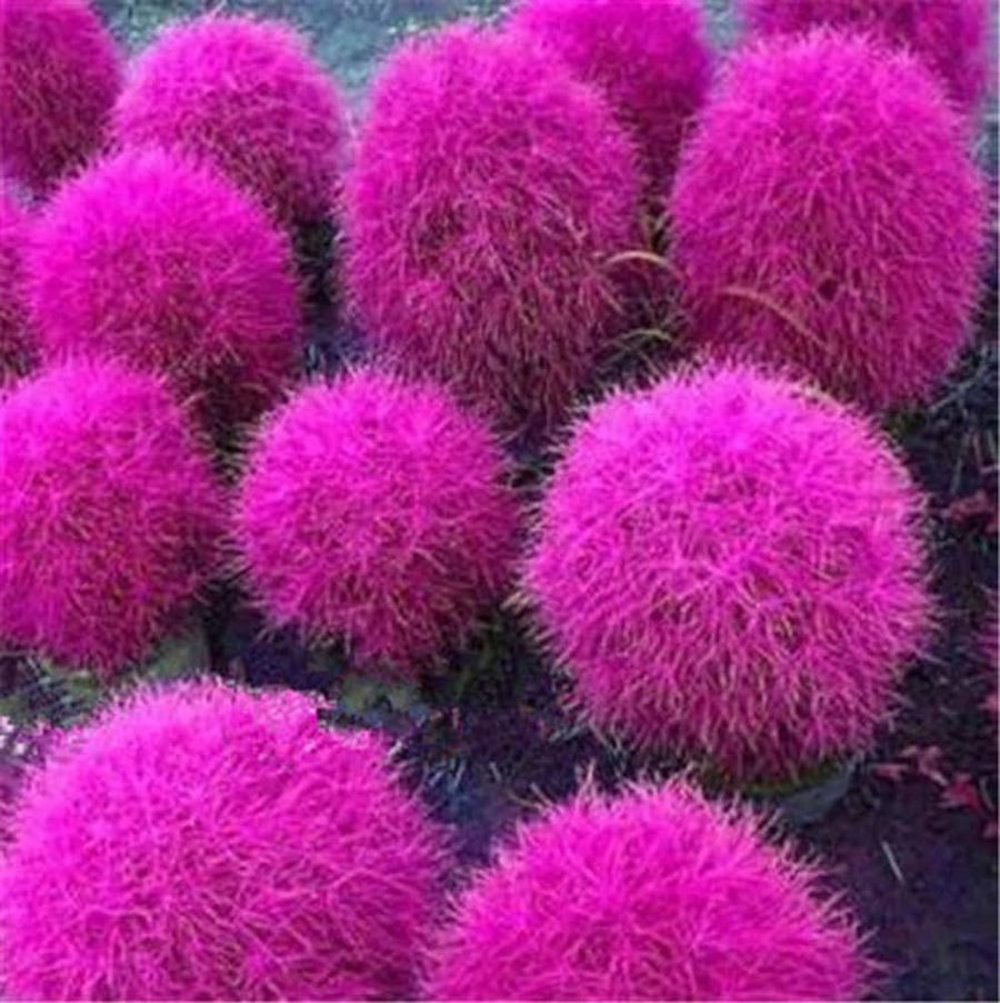 Pink Kochia Burning Bush seeds