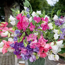 Sweet Pea Mixed F1 Hybrid Seeds for a productive addition to the vegetable patch