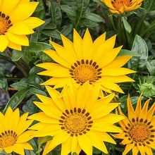Gazania Yellow Seeds valued for bright Yellow Gazania Flowers
