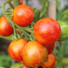 Czech Seeds (Bush tomato) for growers stocking the small spaces