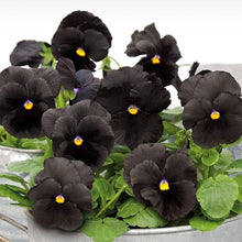 Black Pansy Seeds for reliable seasonal color