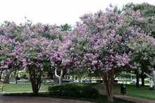 Muskogee Lagerstroemia Fauriei Crape Myrtle Seeds for a colorful addition to any planting