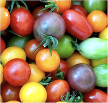Mixed Color Bonsai Tomato Seeds prized among growers for easy Growing