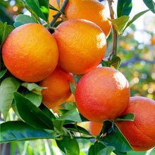 Orange Citrus Sinensis Bonsai Sweet Seeds prized for indoor Edible Landscaping