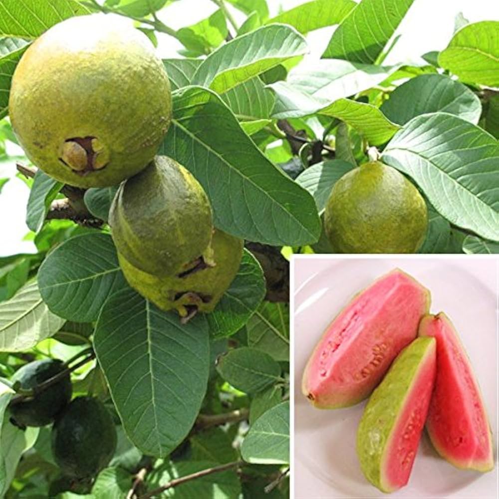 Guava Psidium Guajava seeds for planting in tropical garden