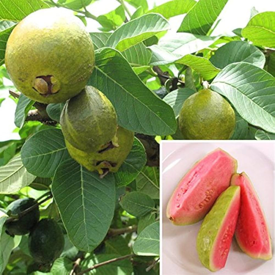Guava Psidium Guajava seeds for planting in tropical garden