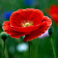 Red Poppy Seeds (Papaver rhoeas) for gardeners building out beds and borders