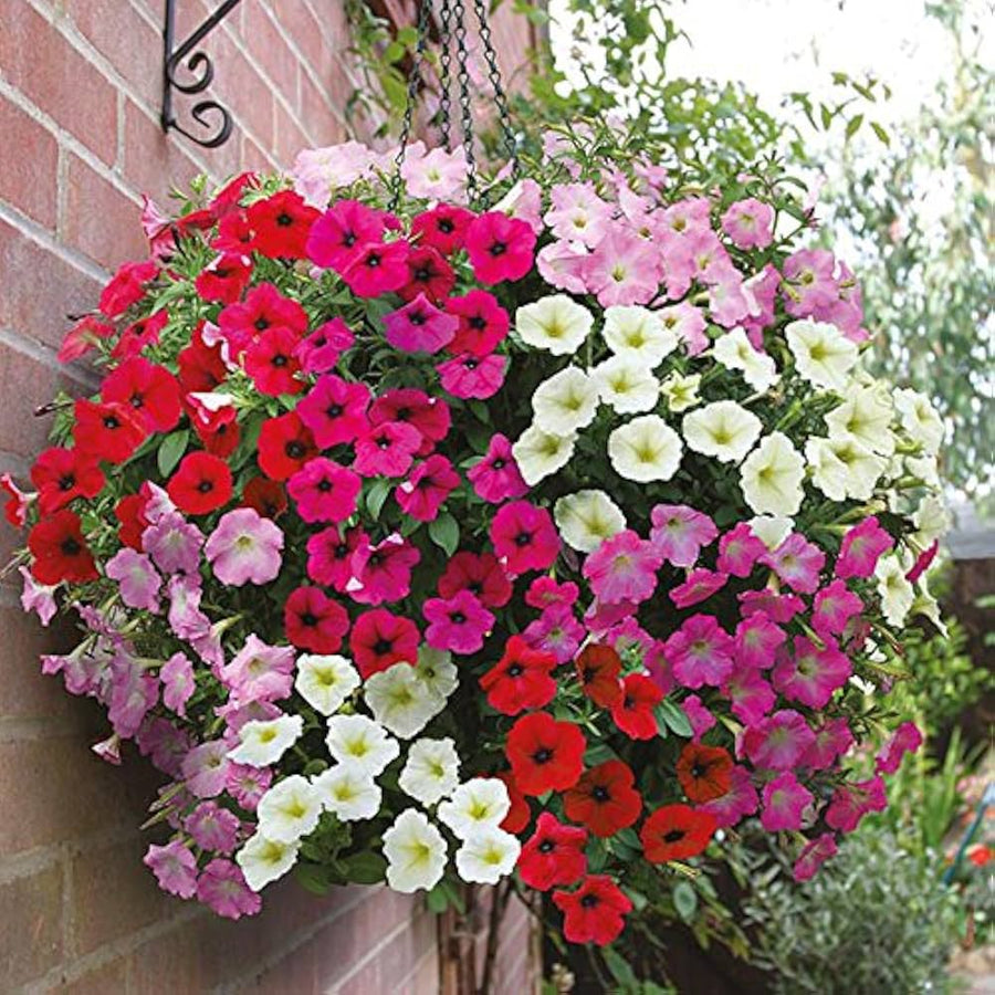 Petunia Petunia Hybrida Hybrid Flower Seeds for Planting – Great for Hanging Baskets and Backyard Gardening | 500 Pcs