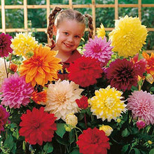 Double Dahlia Mini Mary Seeds for a colorful addition to any planting