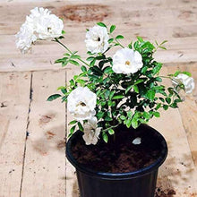 White Rose Seeds for a bright addition to the Rare Home Garden Balcony Flowers