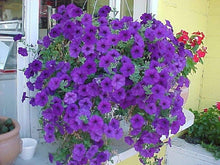 Petunia Seeds prized for dark Blue Gardening