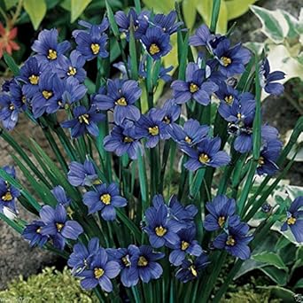 Blue-Eyed Grass Sisyrinchium Flower Seeds â€“ Starry Sky Blue Petals with Golden Centers