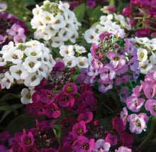 Oriental Nights Alyssum (Lobularia maritima) for planting in flower bed