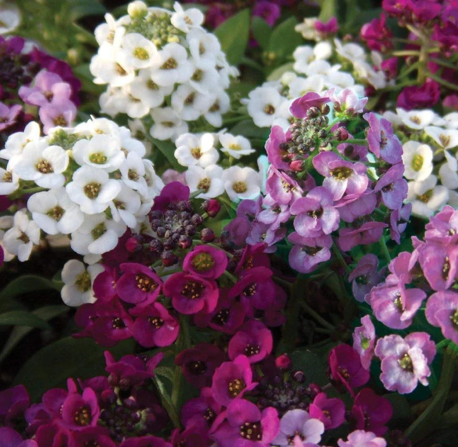 Oriental Nights Alyssum (Lobularia maritima) for planting in flower bed