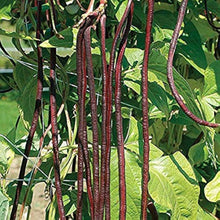Cowpea Seeds (Vigna unguiculata) for colorful blooms in the Long White Red Pattern in Backyard Garden