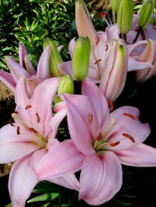 Pink Lily Lilium Spp. Seeds for reliable seasonal color