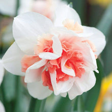 Double Petals Pink Daffodil Narcissus for Planting in Flower Seeds for a lasting display in the Flower Bed