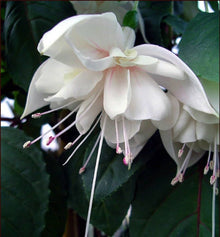 Aquilegia Blue Columbine Seeds (Aquilegia caerulea) for growers filling out the Flower Bed & Home Garden