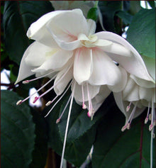 Aquilegia Blue Columbine Seeds (Aquilegia caerulea) for growers filling out the Flower Bed & Home Garden