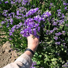 Limonium Seeds (Limonium spp.) for growers filling out the flower beds and decorative gardens
