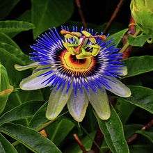 Passionflower Seeds (Passiflora incarnata) for seasonal color across the Winter Garden