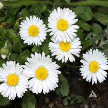 English Daisy Bellis perennis flower seeds for planting in home garden and balcony pots - for planting in home garden