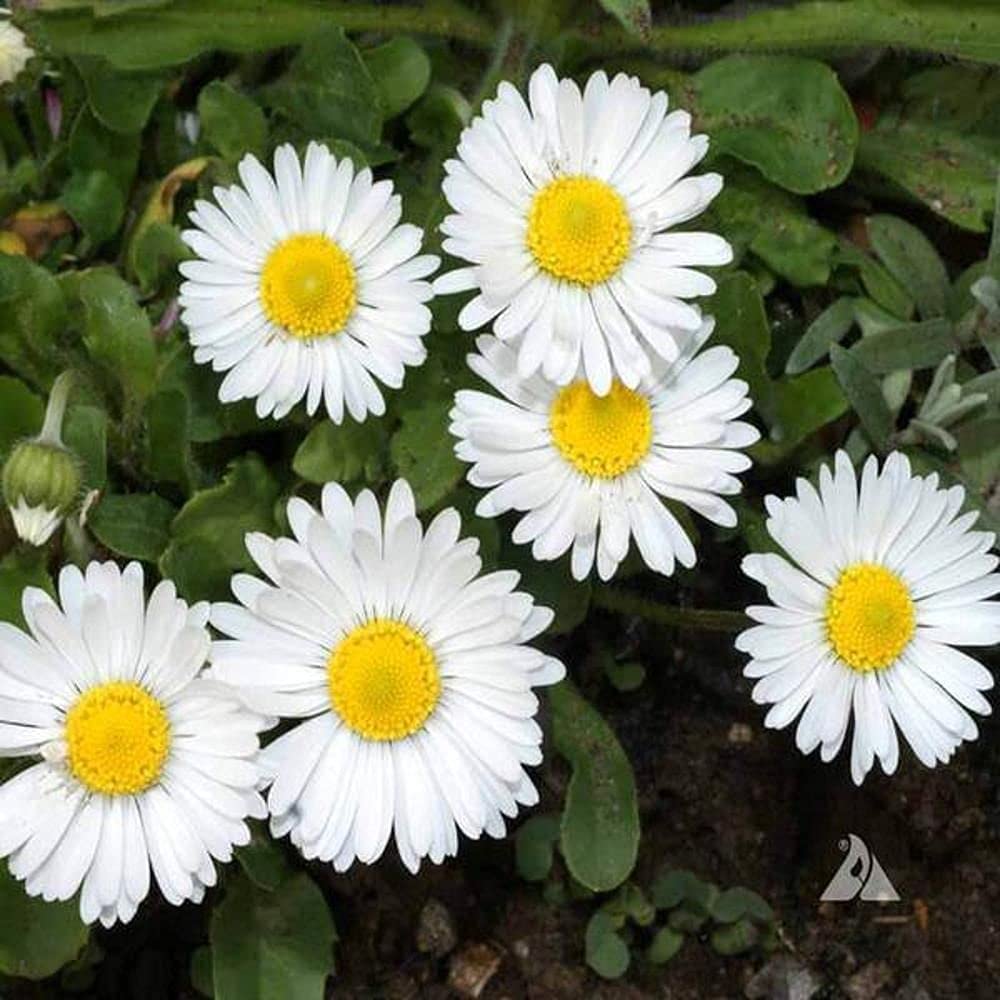 White English Daisy ��������� Bellis perennis ��������� for planting in flower beds